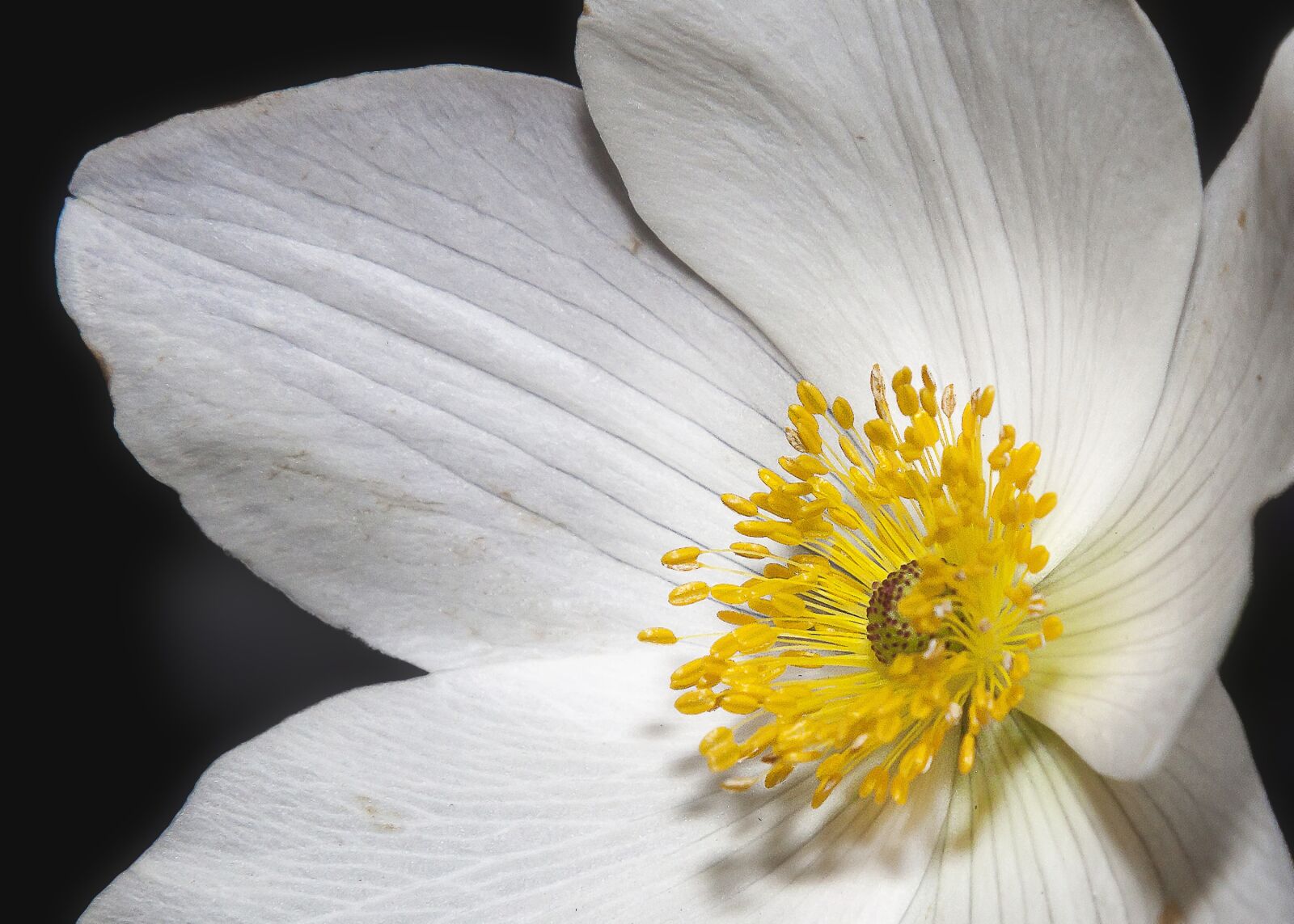 Canon EOS 50D + Canon EF 24-105mm F4L IS USM sample photo. Anemone, flower, blossom photography