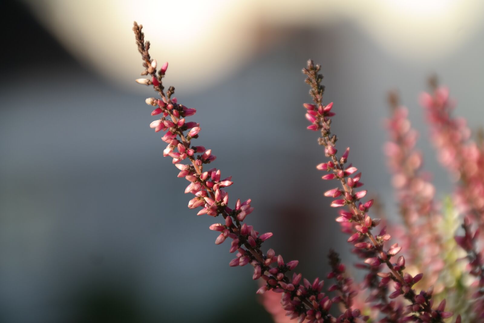 Samsung NX300 sample photo. Heide, flower, pink photography