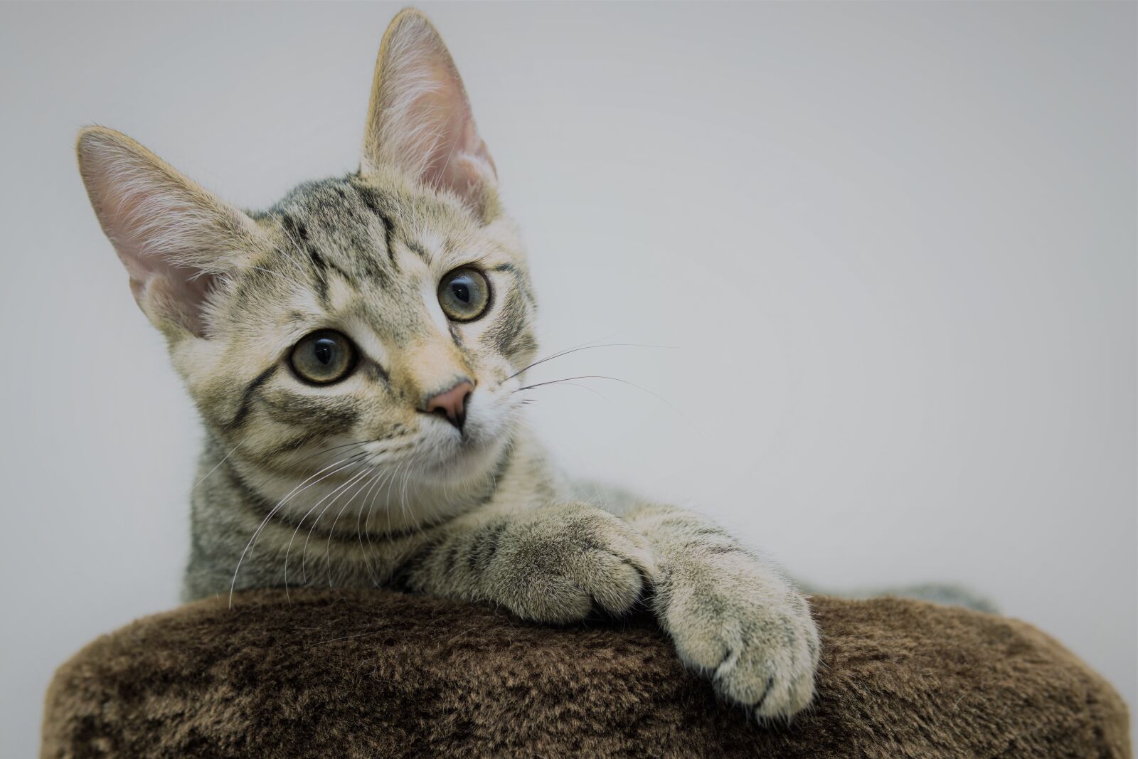 30mm F1.4 DC DN | Contemporary 016 sample photo. Cat, small, mackerel photography