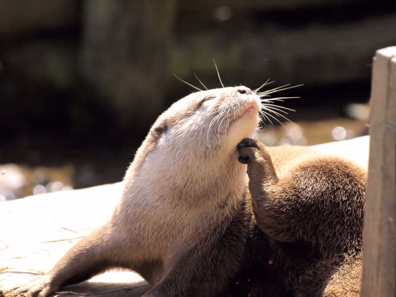 Olympus E-510 (EVOLT E-510) sample photo. Otter, grooming, animal photography