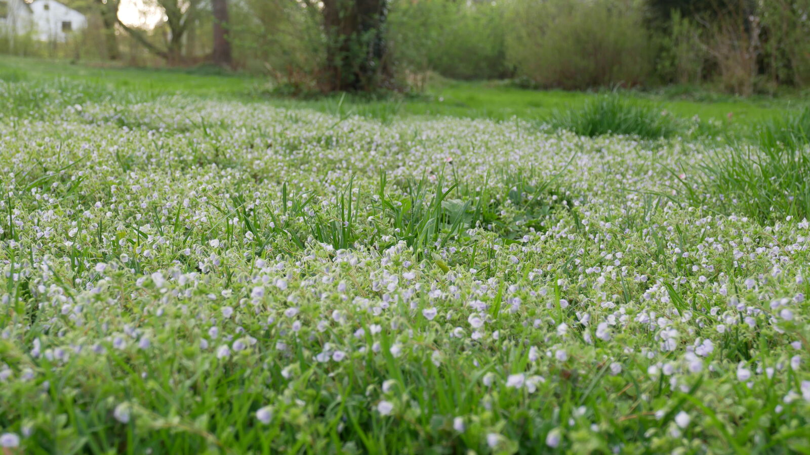 Panasonic Lumix DMC-GX85 (Lumix DMC-GX80 / Lumix DMC-GX7 Mark II) sample photo. Meadow, nature photography