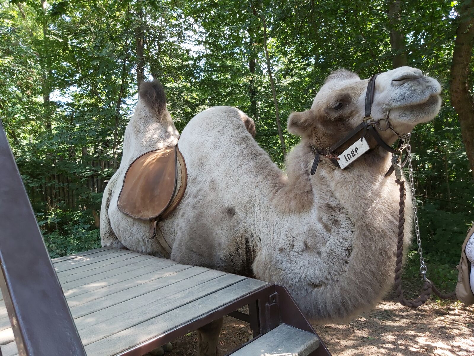 Samsung Galaxy A70 sample photo. Camel, zoo, nature photography