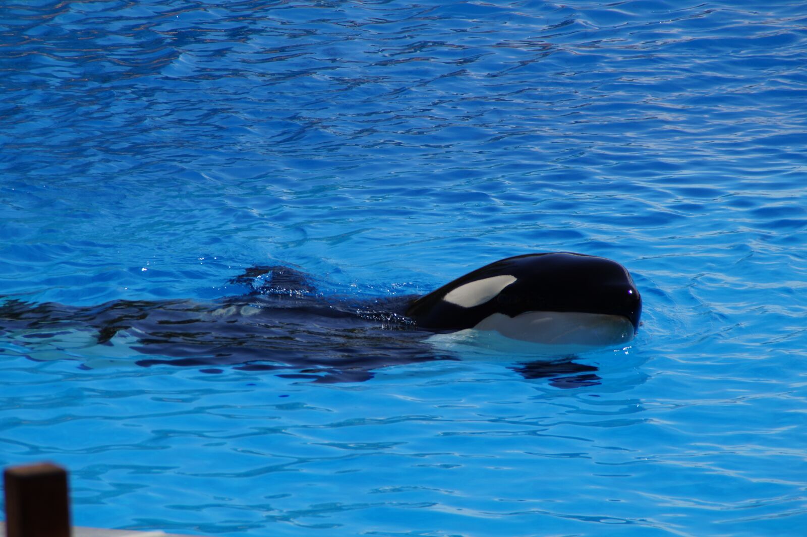 Sony SLT-A58 sample photo. Orca, wal, killer photography