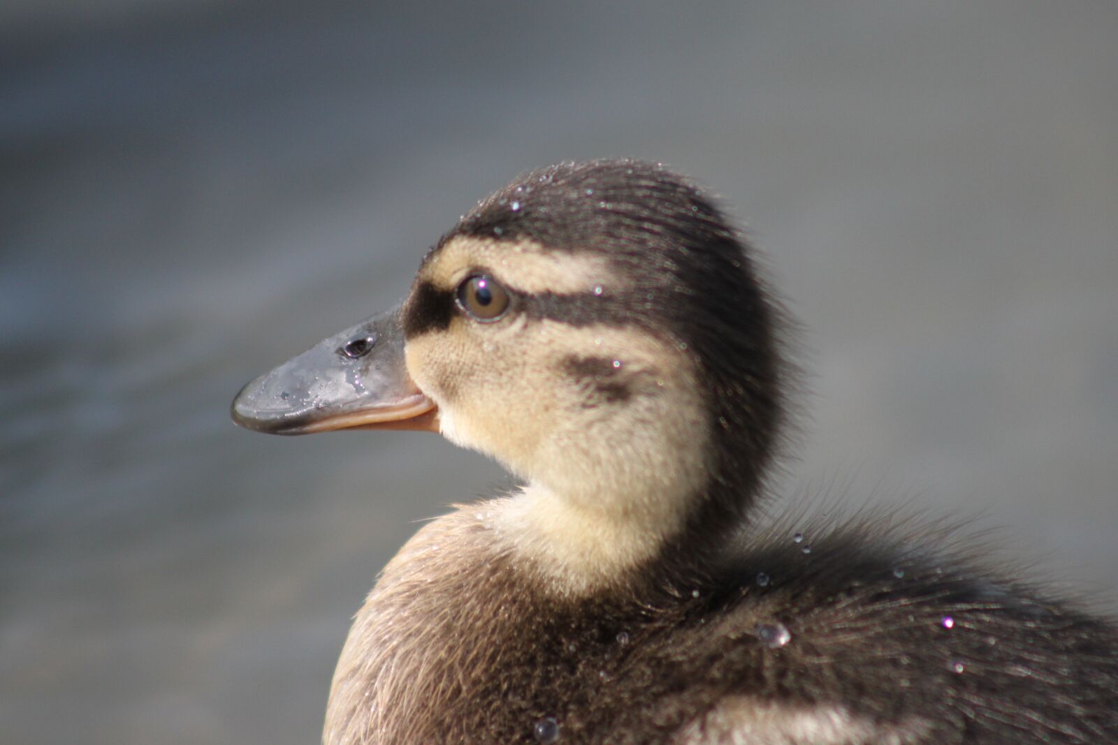 Canon EOS 500D (EOS Rebel T1i / EOS Kiss X3) sample photo. Duck, young, cute photography