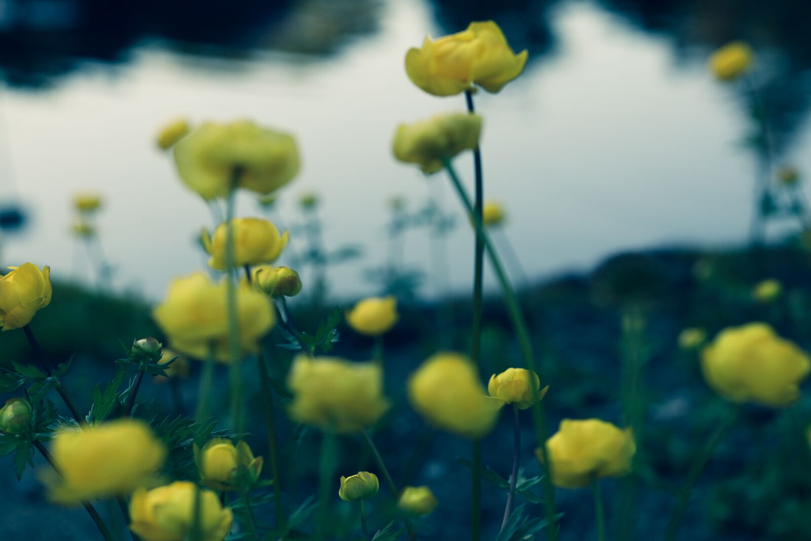 Canon EOS R sample photo. Flower, blossom, spring photography