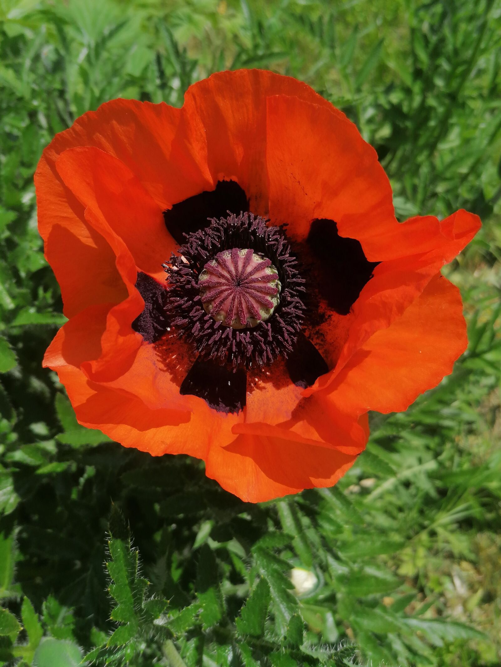 HUAWEI P30 LITE sample photo. Poppy, flowers, nature photography