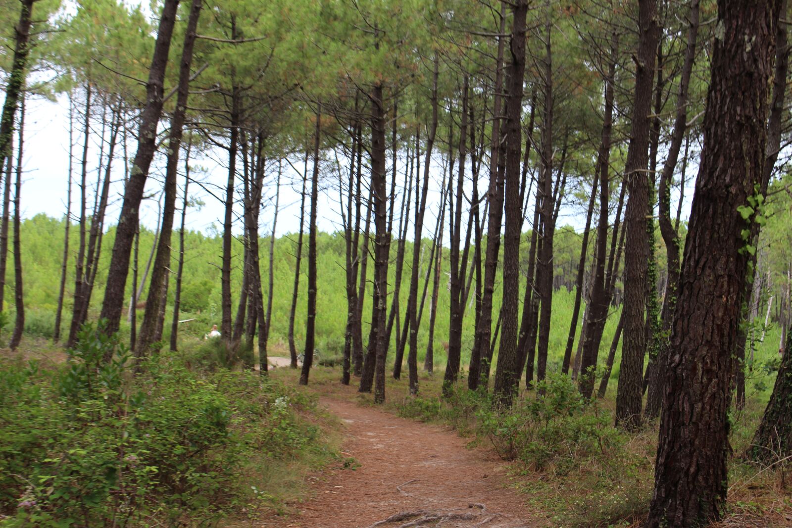 Canon EOS 700D (EOS Rebel T5i / EOS Kiss X7i) sample photo. Forrest, beach, holiday photography
