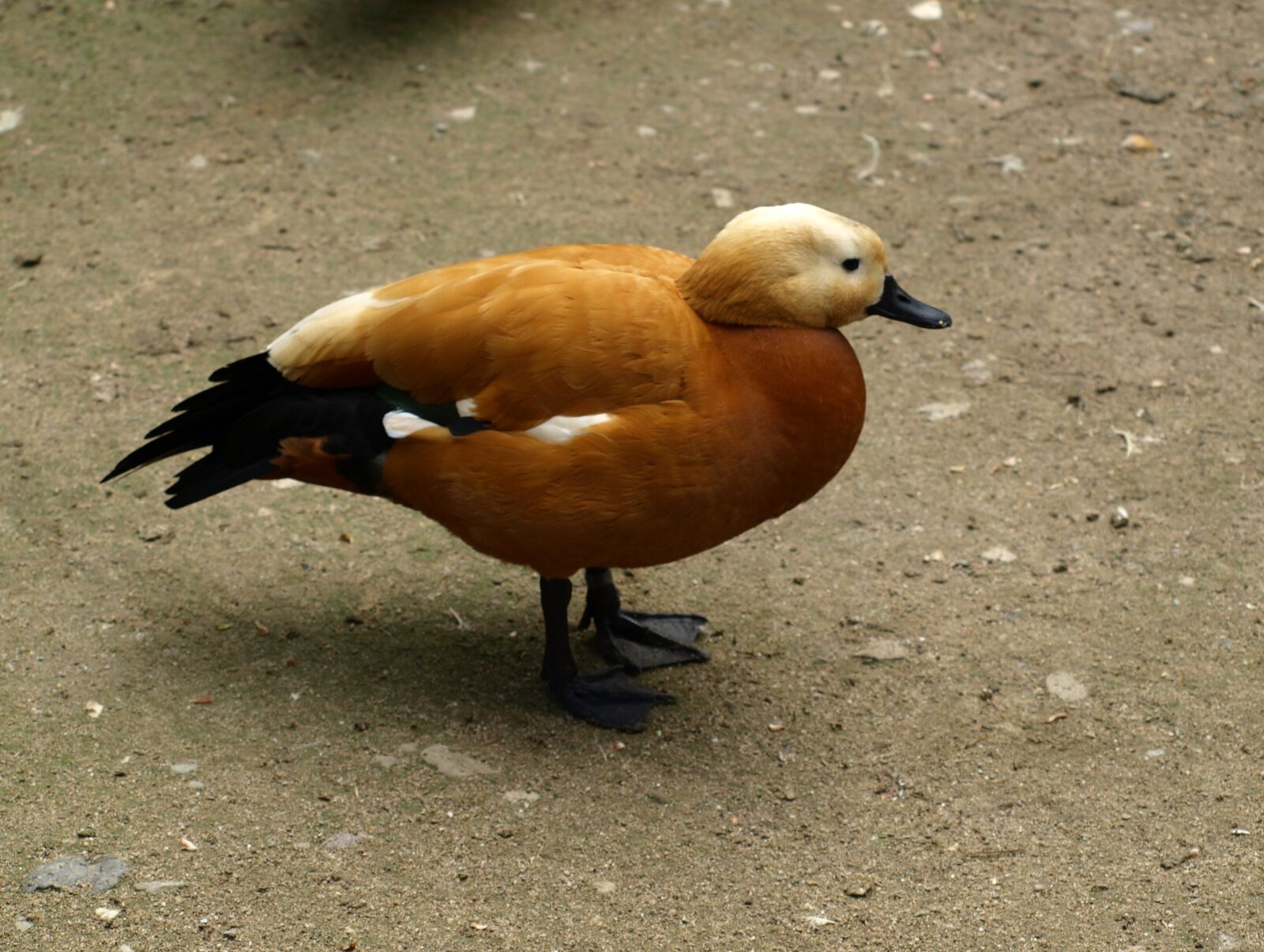Olympus E-510 (EVOLT E-510) sample photo. Rust goose, goose, bird photography