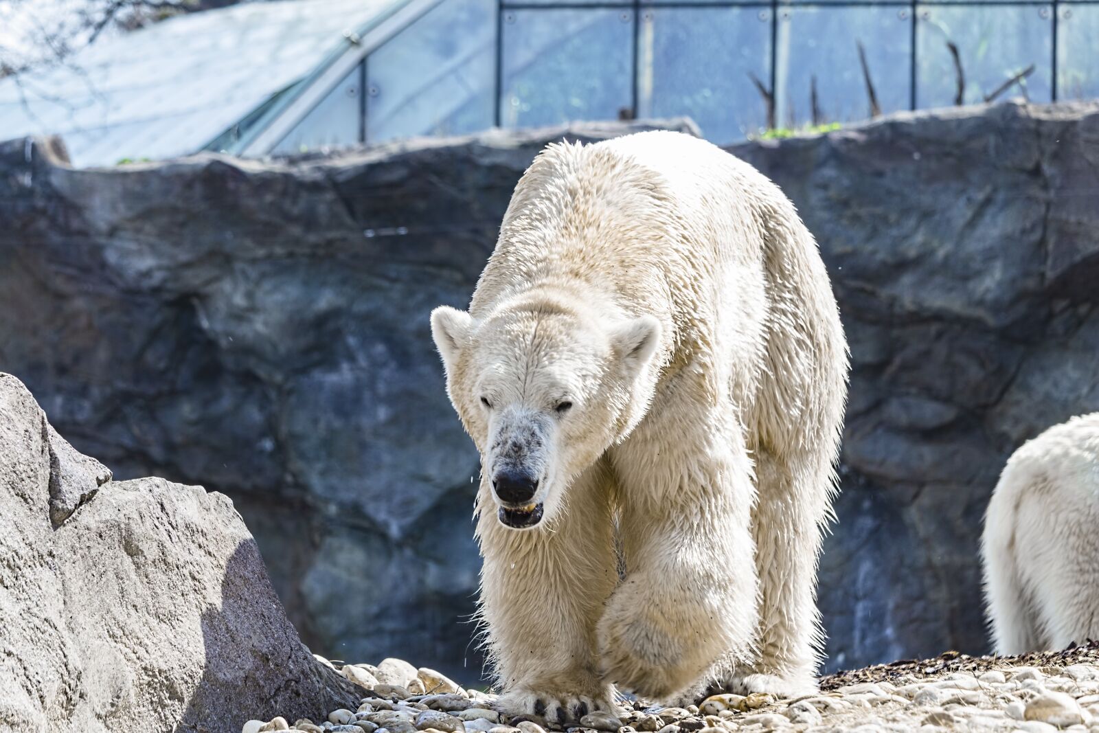 Canon EOS 700D (EOS Rebel T5i / EOS Kiss X7i) sample photo. Polar bear, bear, animal photography