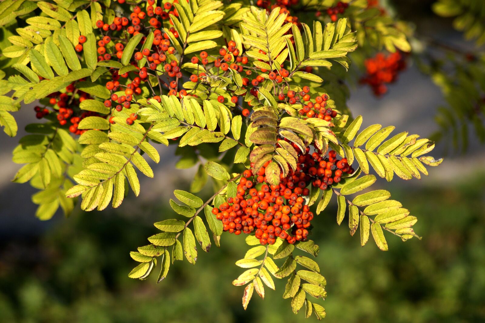 Sony SLT-A58 sample photo. Rowan, autumn, bird berries photography
