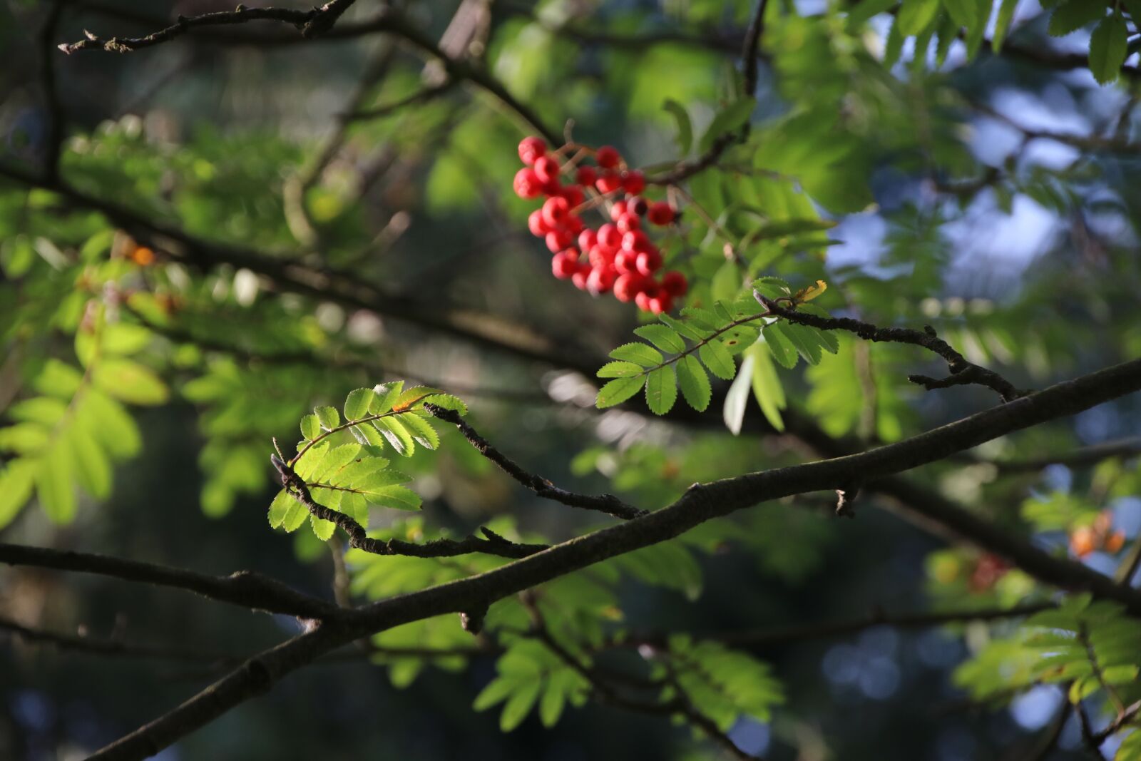 Canon EOS 80D sample photo. Autumn, light, shadow photography