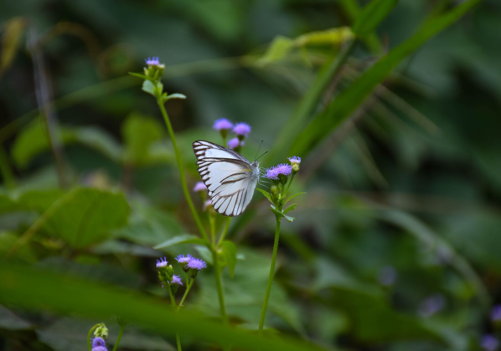 Nikon D7200 sample photo. Garden, animals, nature photography