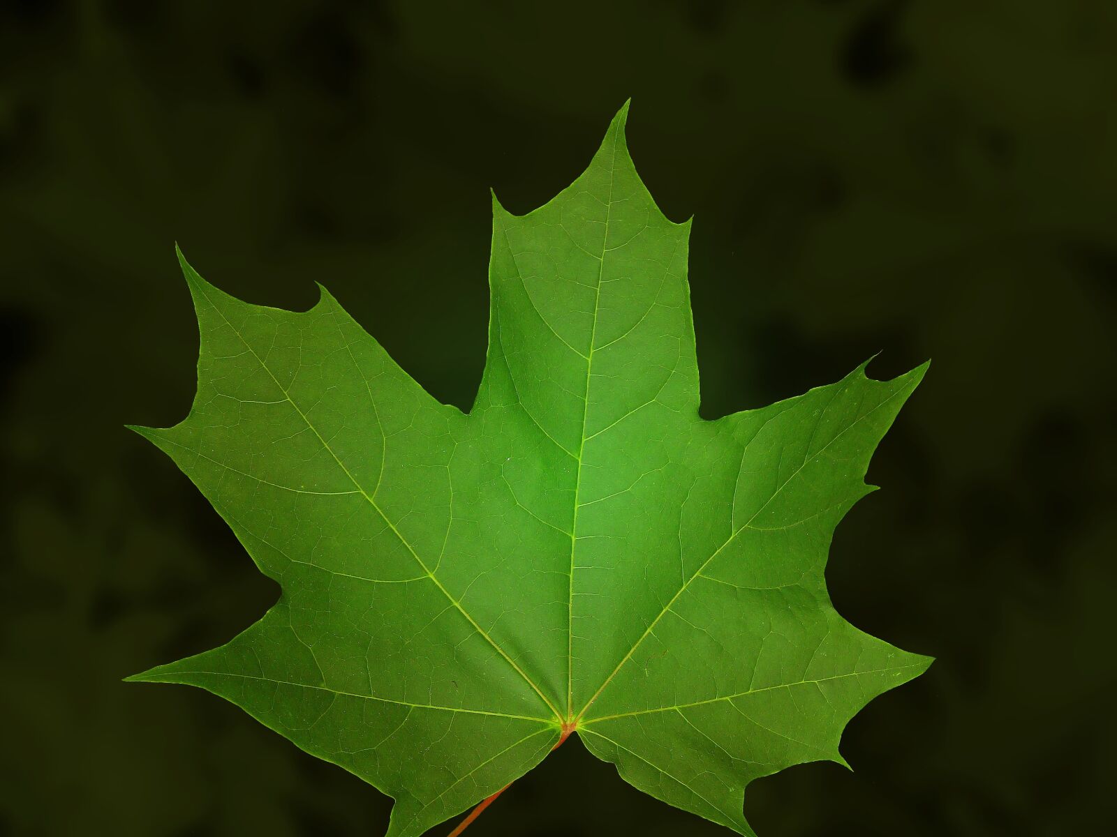 Canon DIGITAL IXUS 950 IS sample photo. Maple, leaf, maple leaf photography