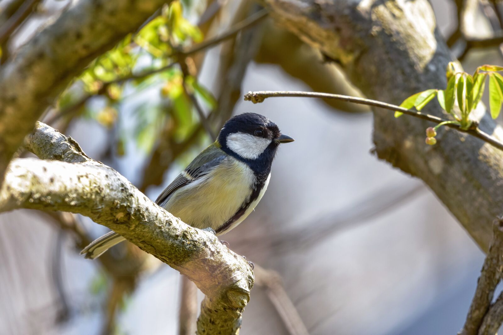 Nikon D7200 sample photo. Animal, forest, wood photography
