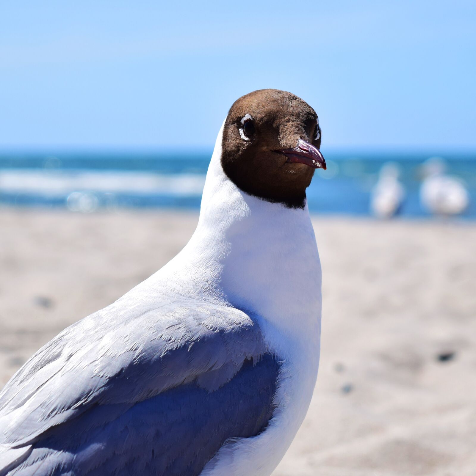 Nikon D5300 sample photo. Seagull, bird, plumage photography