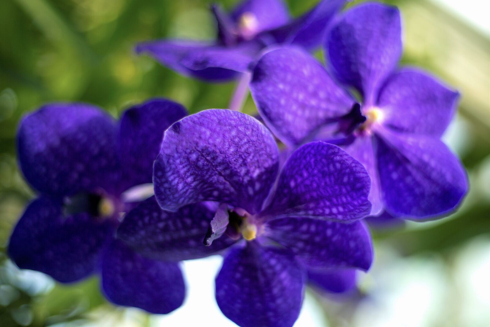 Canon EOS 5D Mark III sample photo. Nature, flower, plant photography