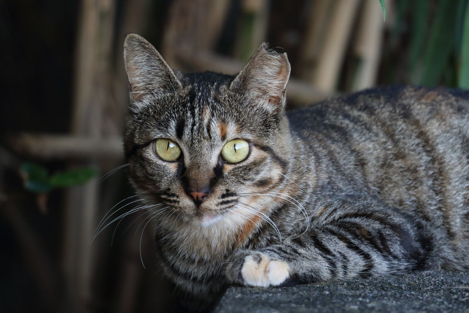 Canon EOS 7D Mark II + Canon EF-S 18-135mm F3.5-5.6 IS STM sample photo. Cat, tabby cat, animal photography