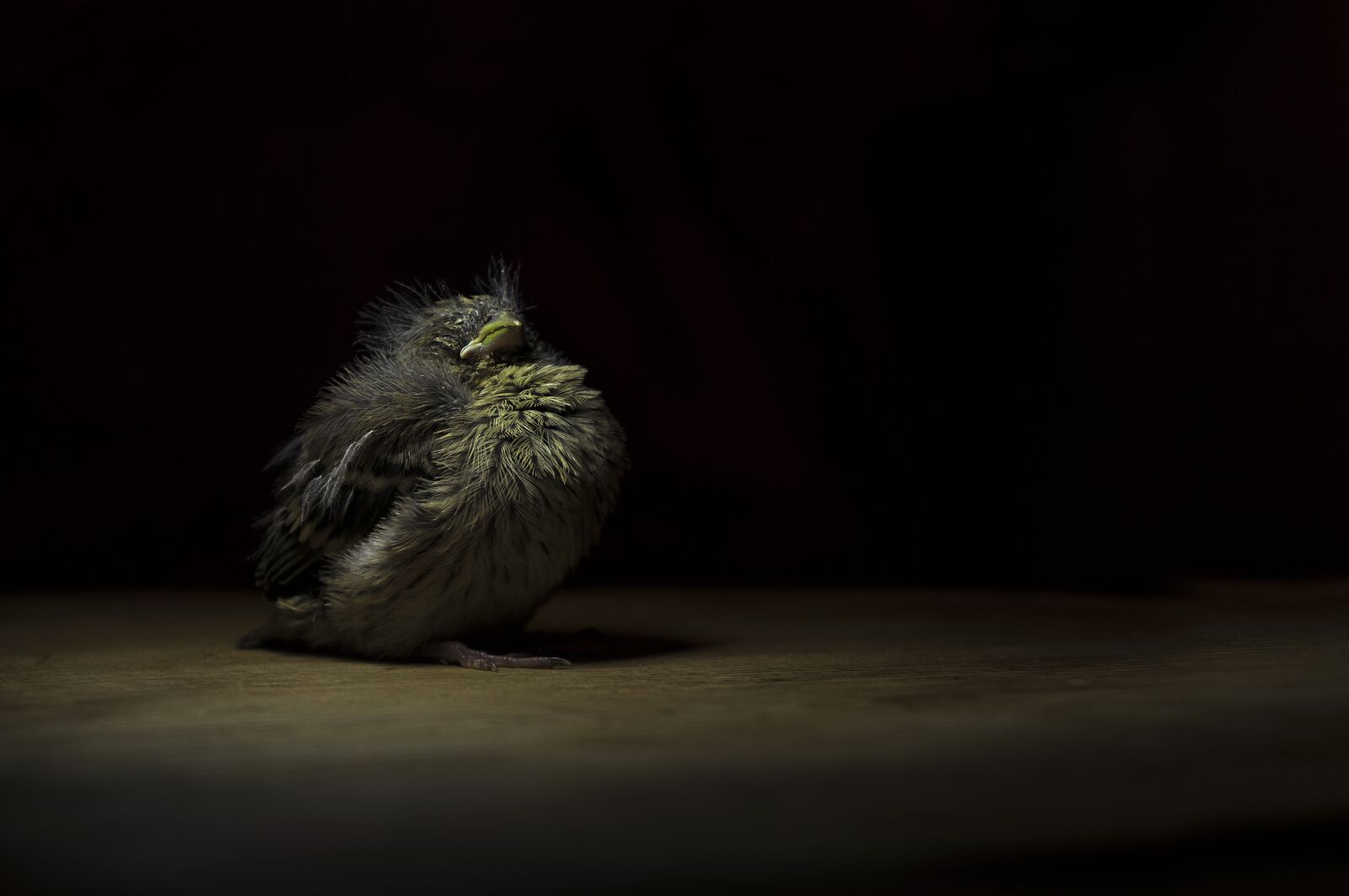 Sony Alpha NEX-5N sample photo. Wildlife, chick, bird photography