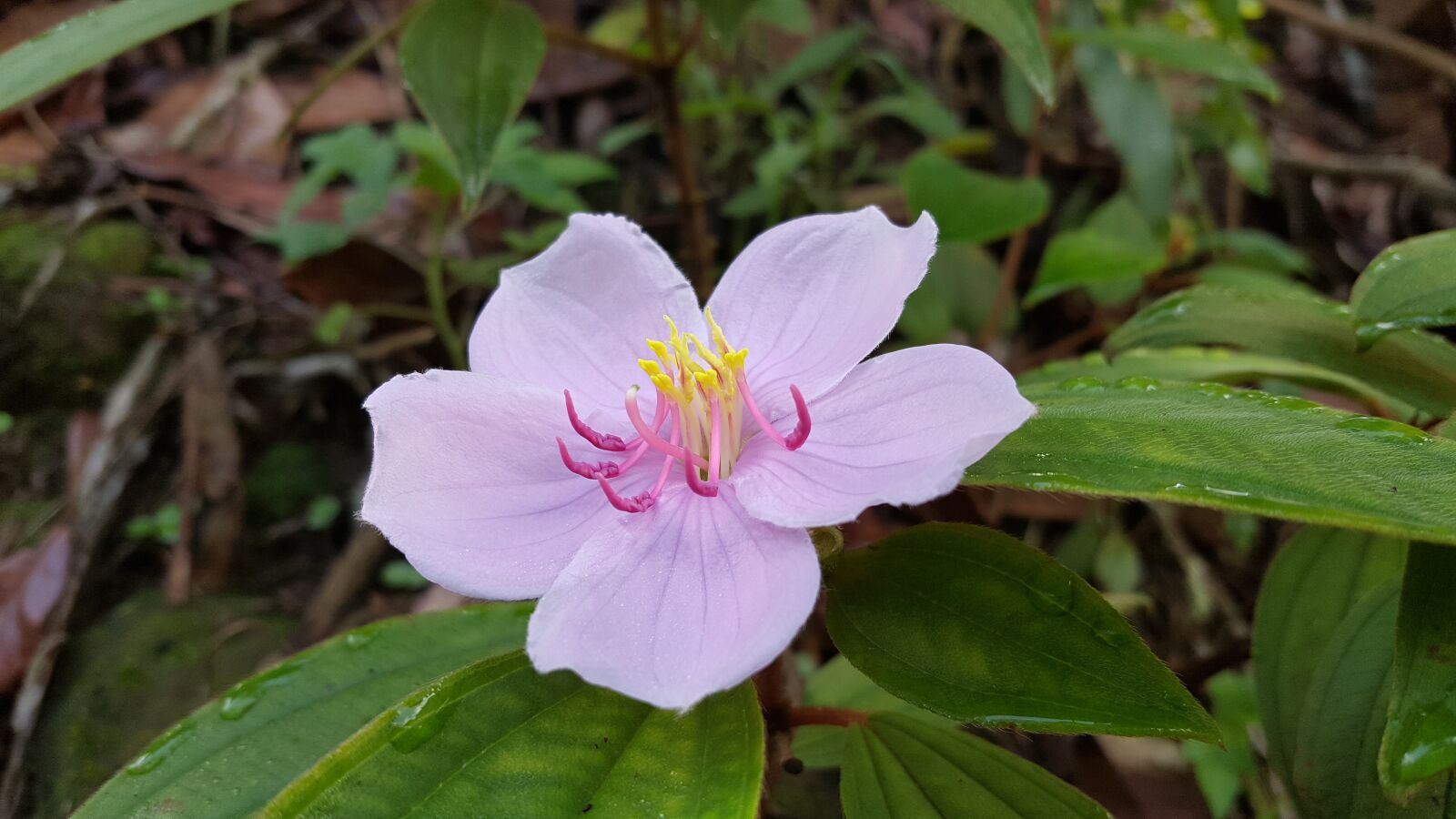 Samsung Galaxy Note5 sample photo. Pink flower, taiwan native photography