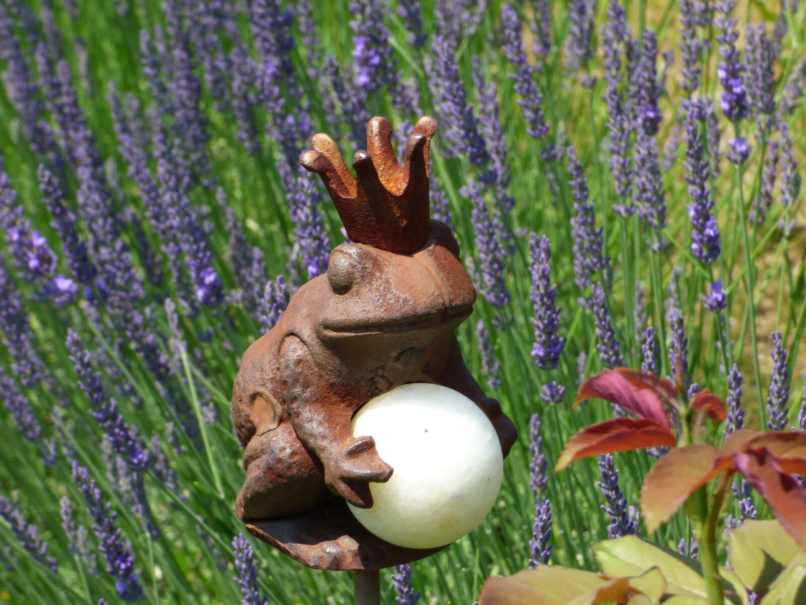 Panasonic DMC-FZ72 sample photo. Frog, lavender, frog prince photography