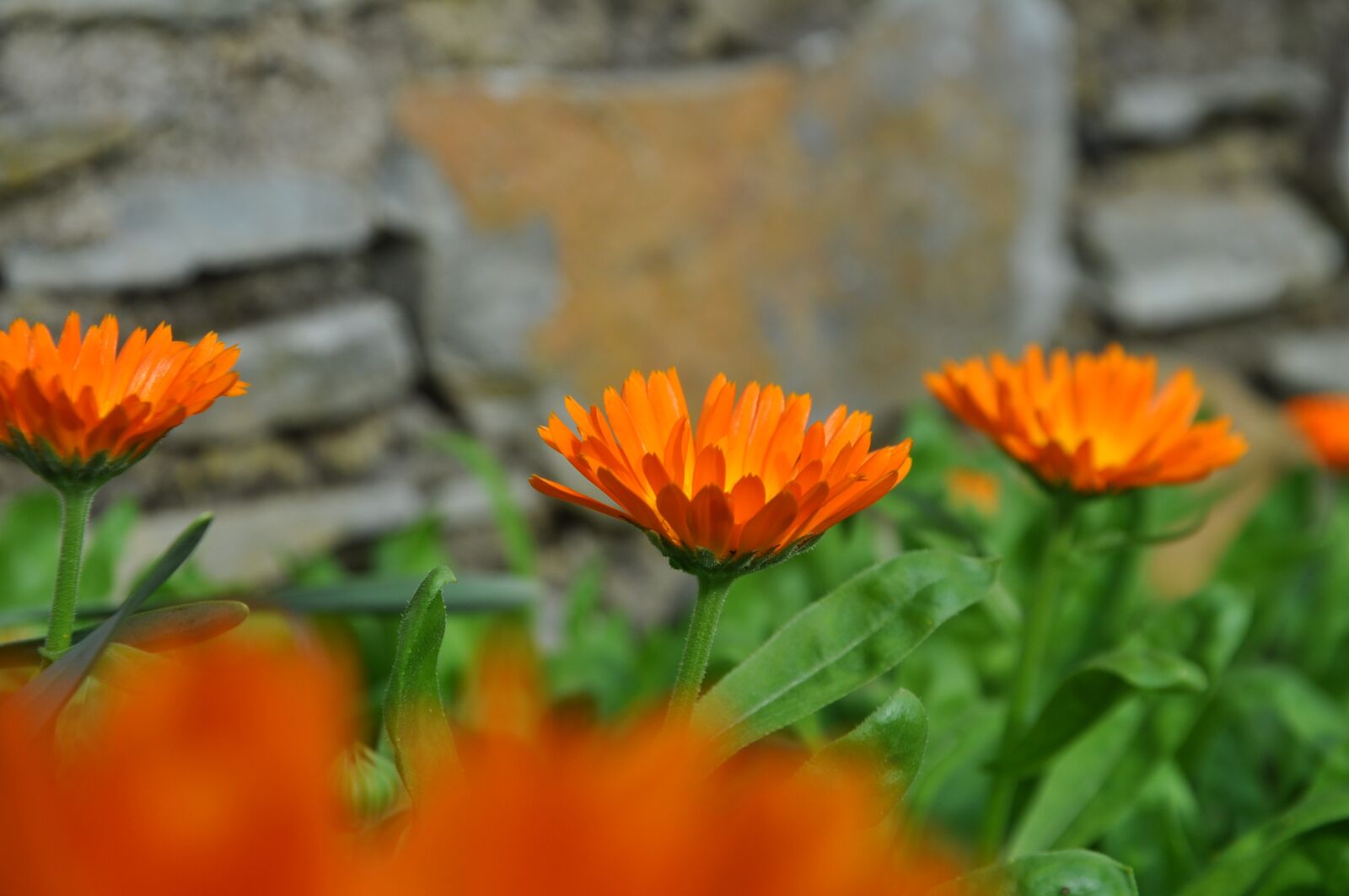 Nikon D5000 sample photo. Flower, orange, blossom photography