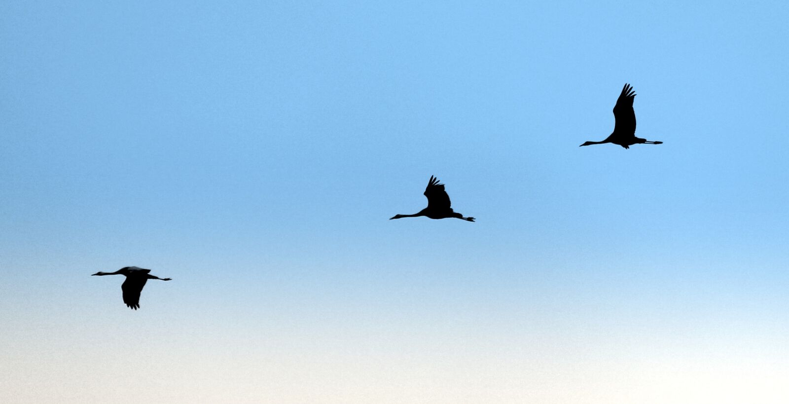 Canon EF-S 55-250mm F4-5.6 IS STM sample photo. Geese, migratory birds, bird photography