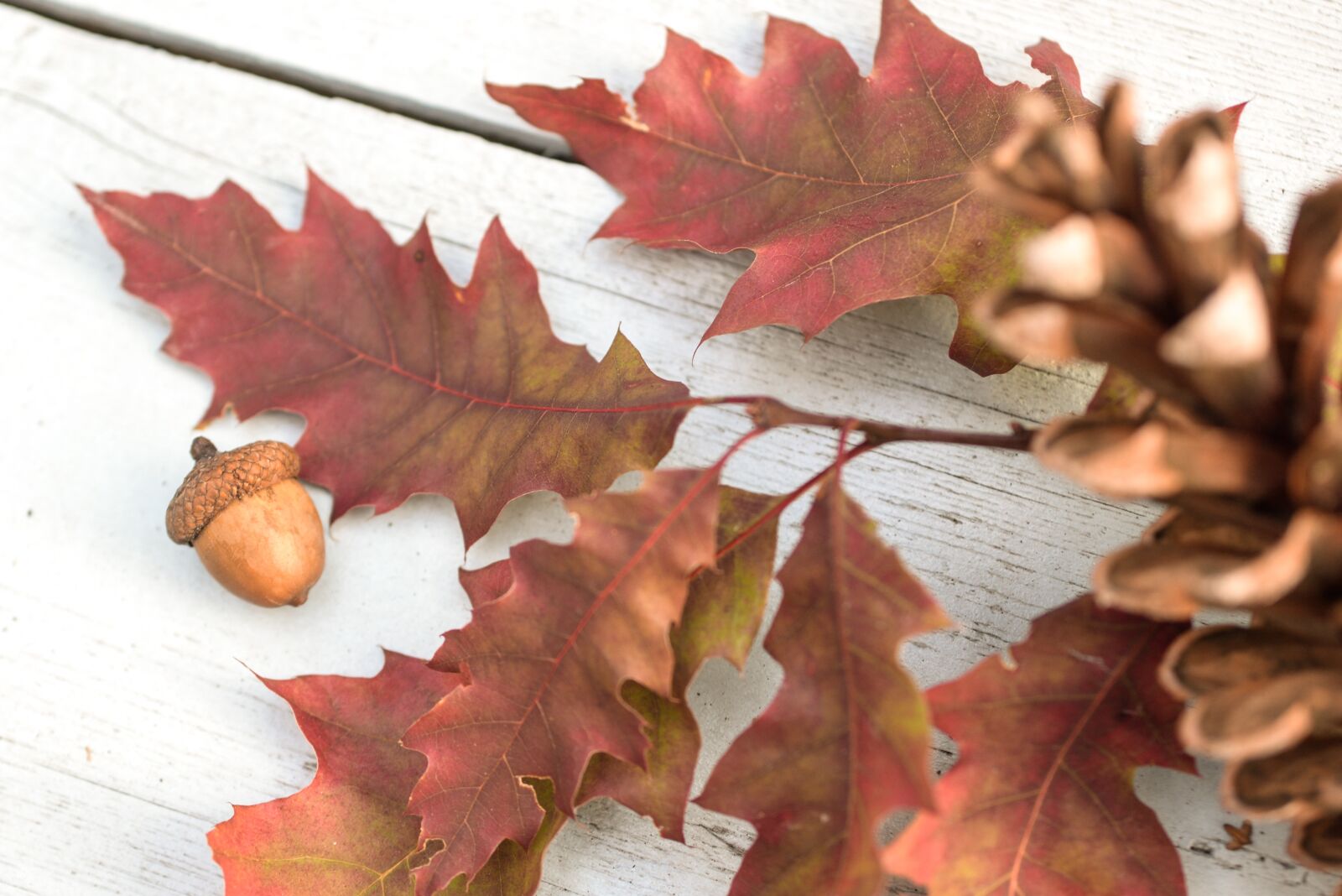 Nikon D610 sample photo. Oak, acorn, leaf photography