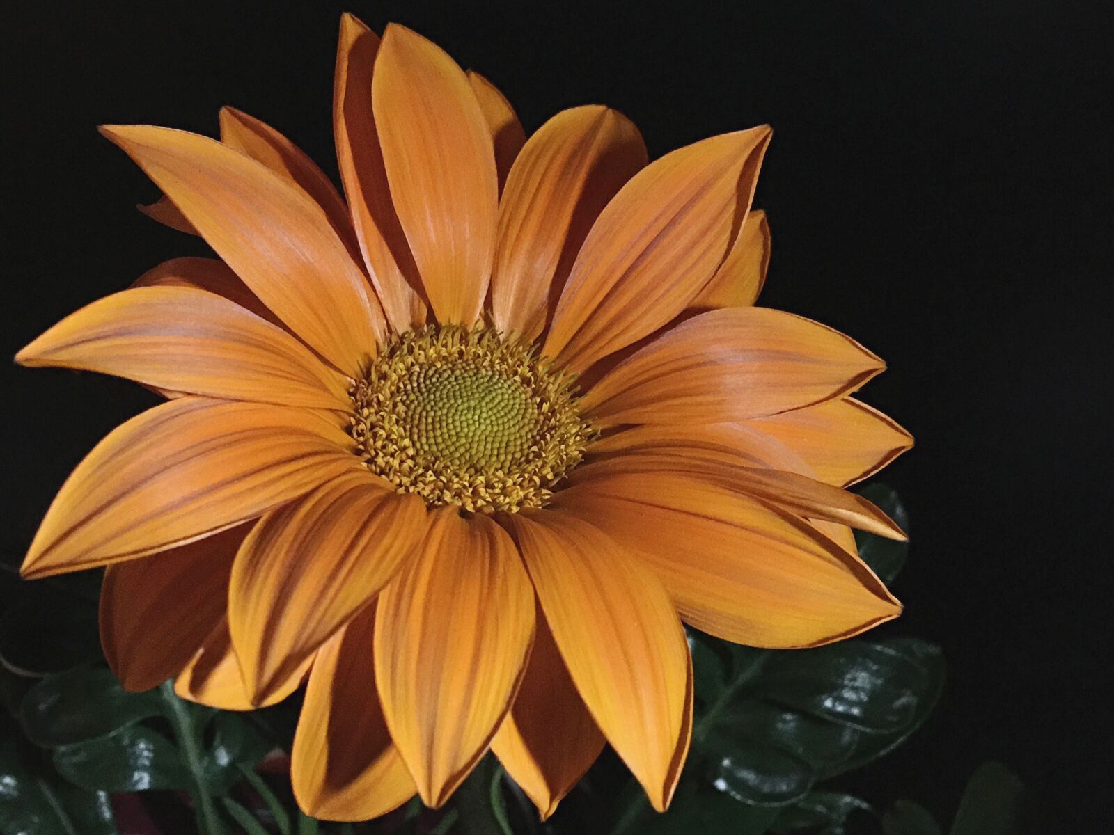 iPhone 6s Plus back camera 4.15mm f/2.2 sample photo. Gazania, yellow flower, yellow photography