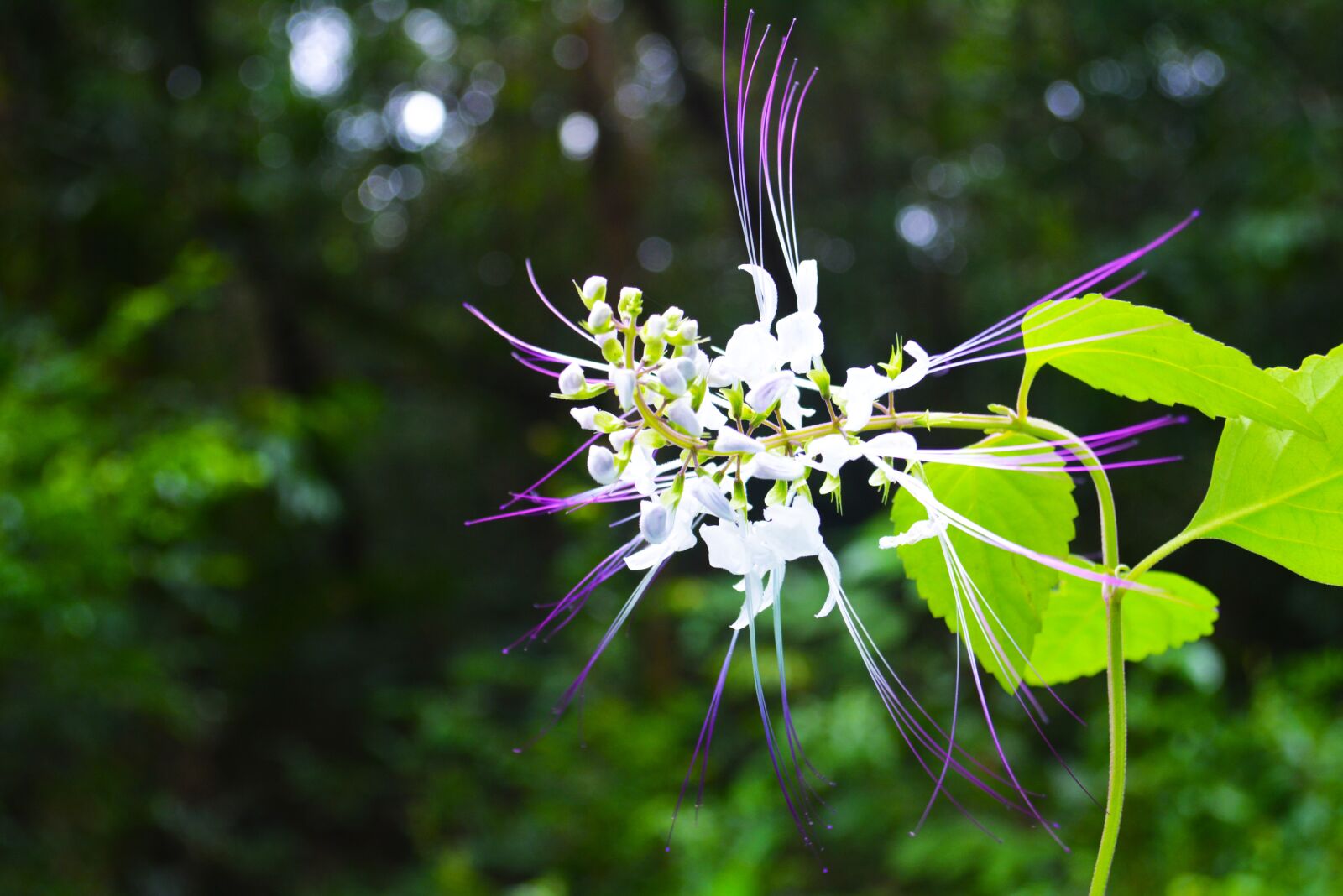 Nikon D5200 sample photo. Khmer, cambodia, lonely flower photography