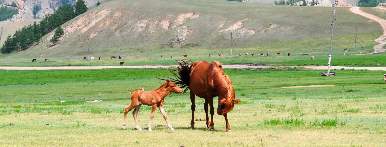 Nikon D90 sample photo. Foal, mare, mammal photography