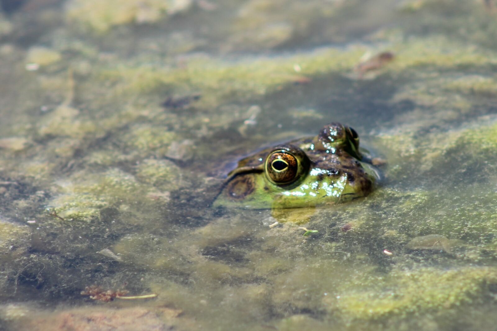 Canon EF 75-300mm f/4-5.6 sample photo. Frog, pond, lake photography