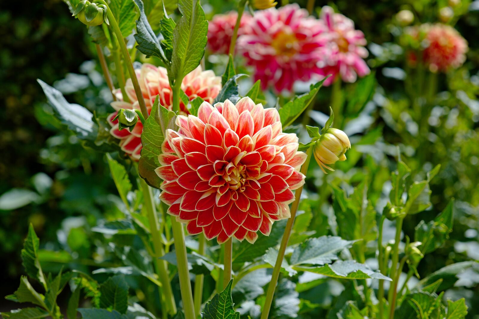 Vario-Elmar TL 1:3.5-5.6 / 18-56 ASPH. sample photo. Dahlias, flower, blossom photography