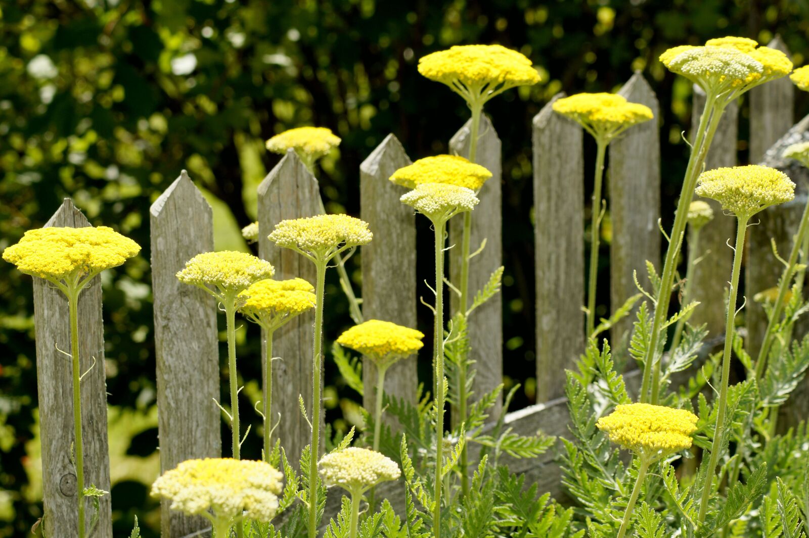 Sony SLT-A58 sample photo. Fence, flowers, yellow photography