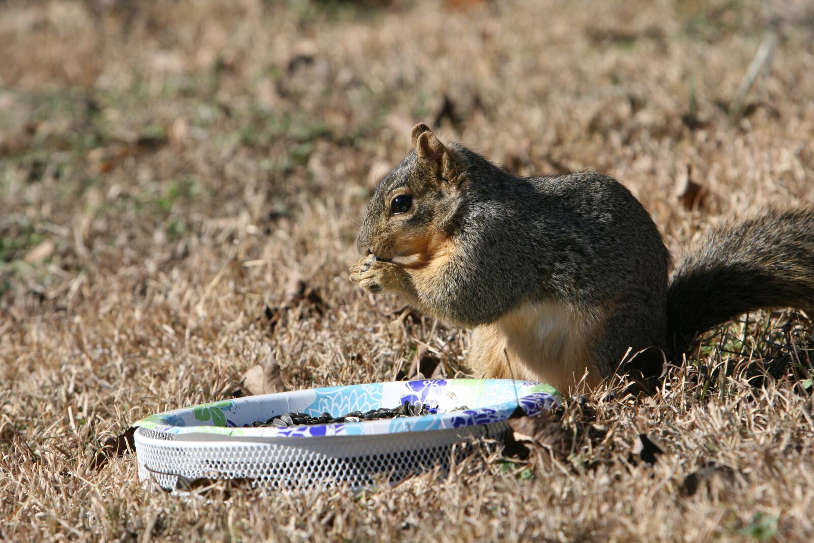 Canon EOS 400D (EOS Digital Rebel XTi / EOS Kiss Digital X) sample photo. Squirrel, backyard, eating photography