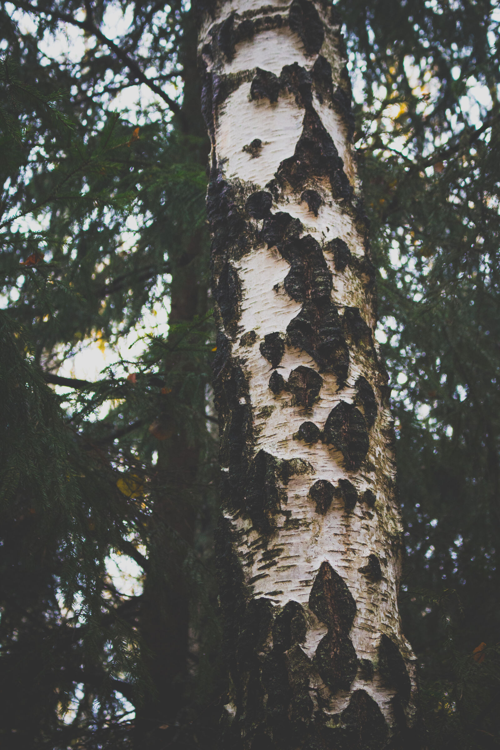 Canon EOS 700D (EOS Rebel T5i / EOS Kiss X7i) sample photo. Forest, leaves, nature, tree photography