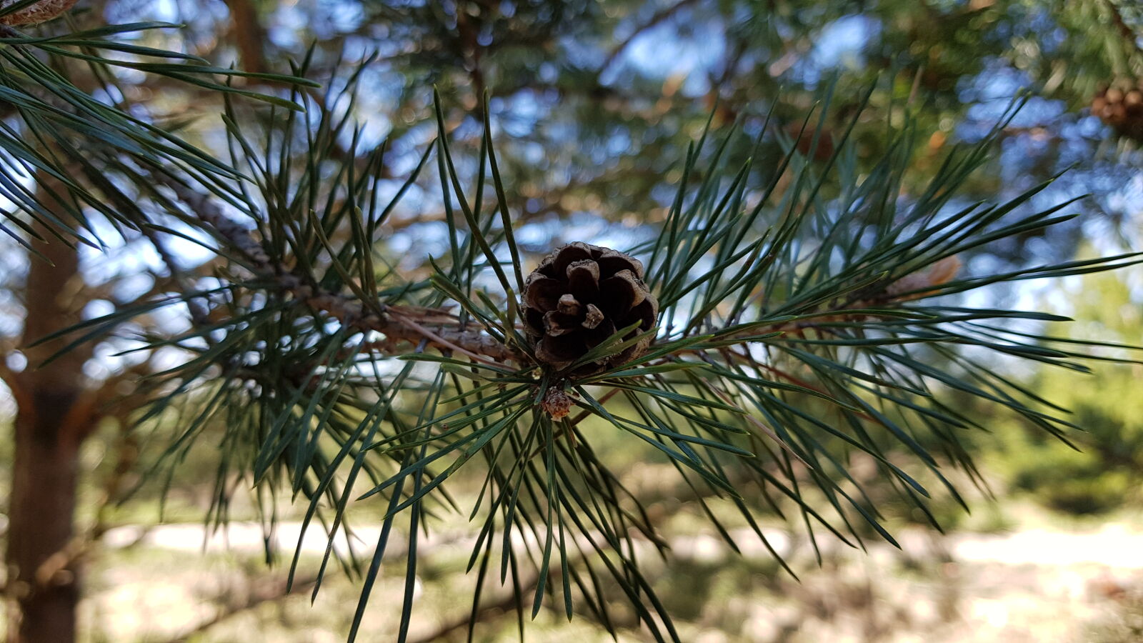 Samsung Galaxy S8+ sample photo. Nature photography