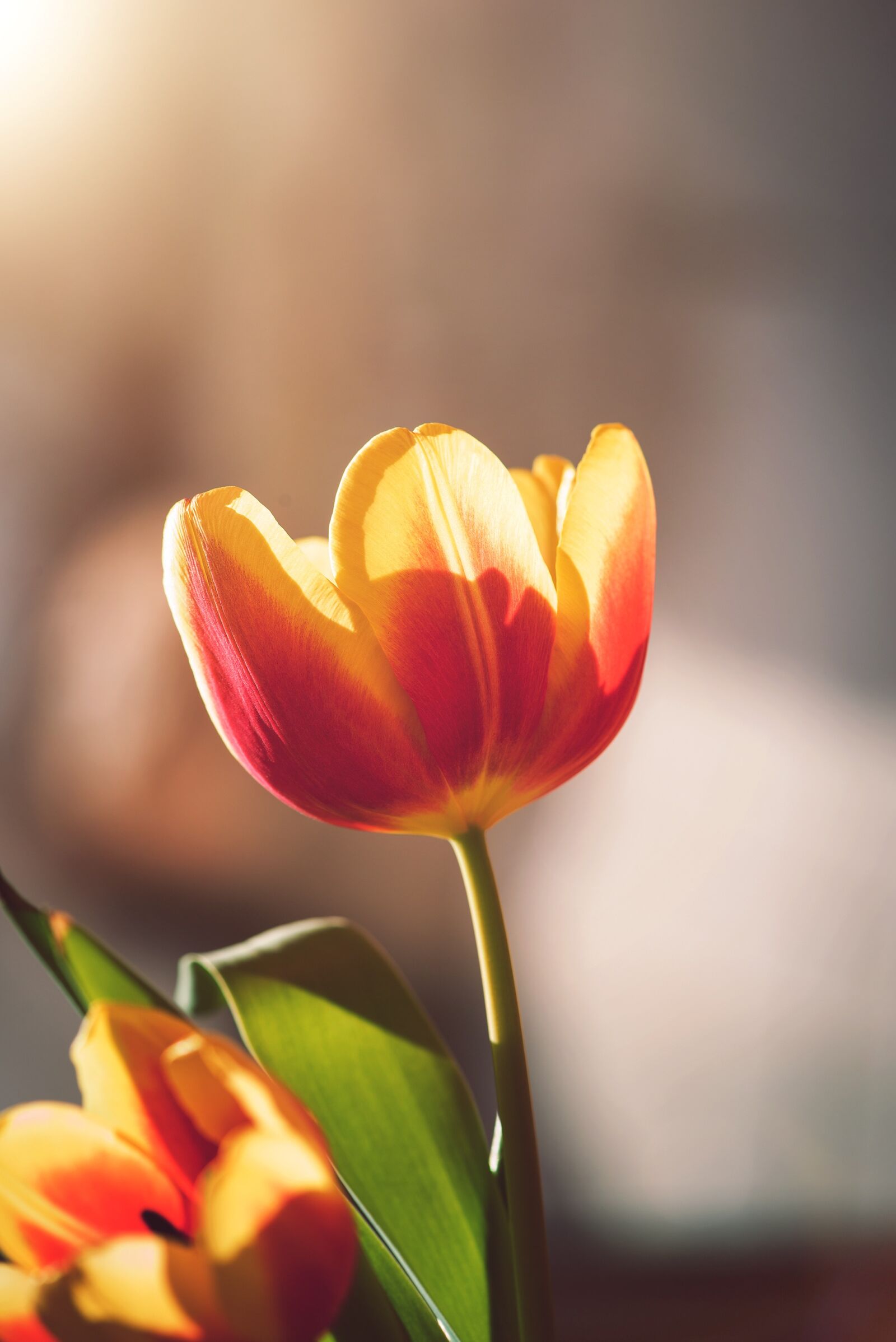 Nikon D750 sample photo. Tulip, blossom, bloom photography