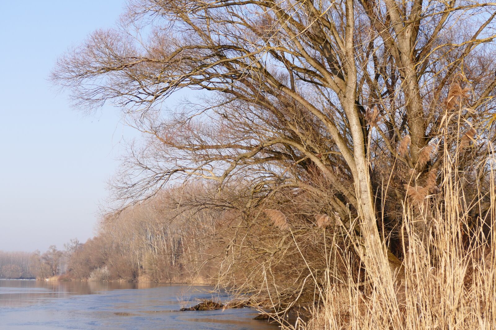 Panasonic Lumix DMC-FZ1000 sample photo. Shore, river, trees photography