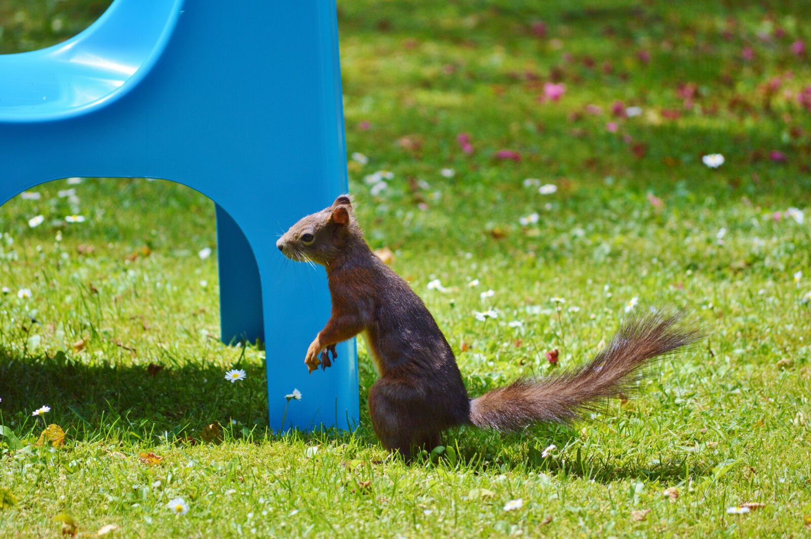 Nikon D3200 sample photo. Squirrel, nager, rodent photography