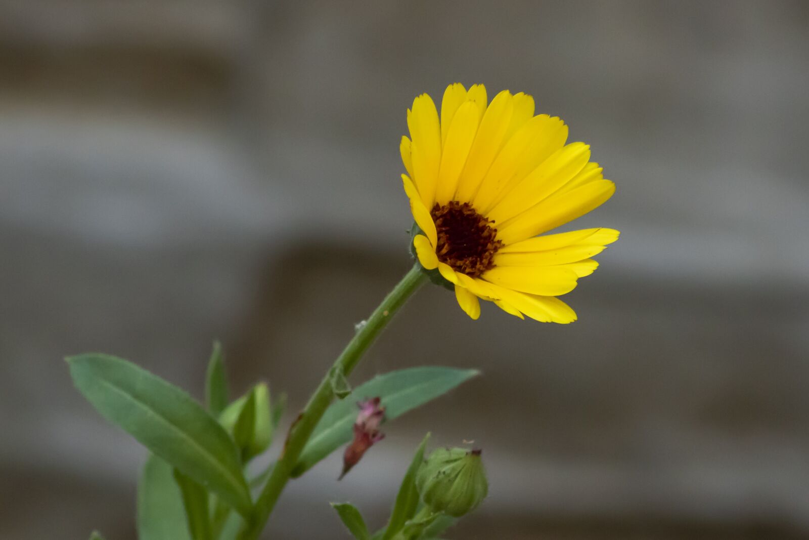 Canon EF75-300mm f/4-5.6 sample photo. Marigold, flower, flowers photography