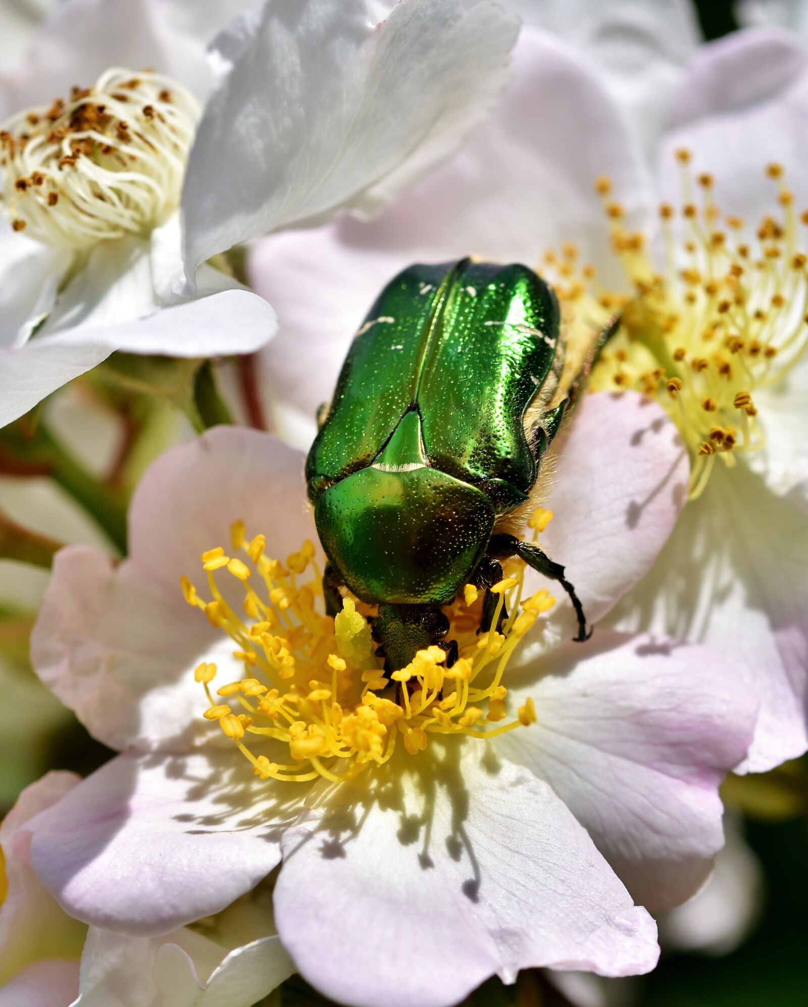 Nikon D7200 sample photo. Rose beetle, beetle, insect photography