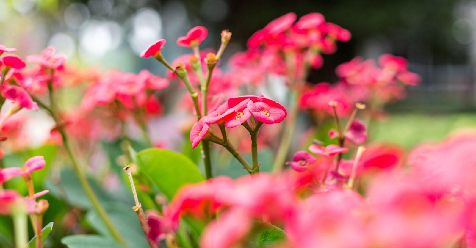Canon EF 40mm F2.8 STM sample photo. Nature, flower, flora photography