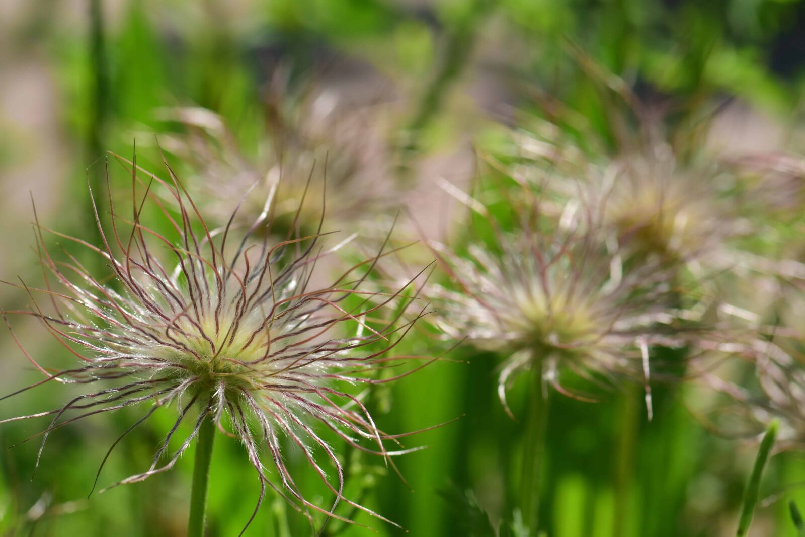 Nikon D3300 sample photo. Garden, flora, flower, grass photography