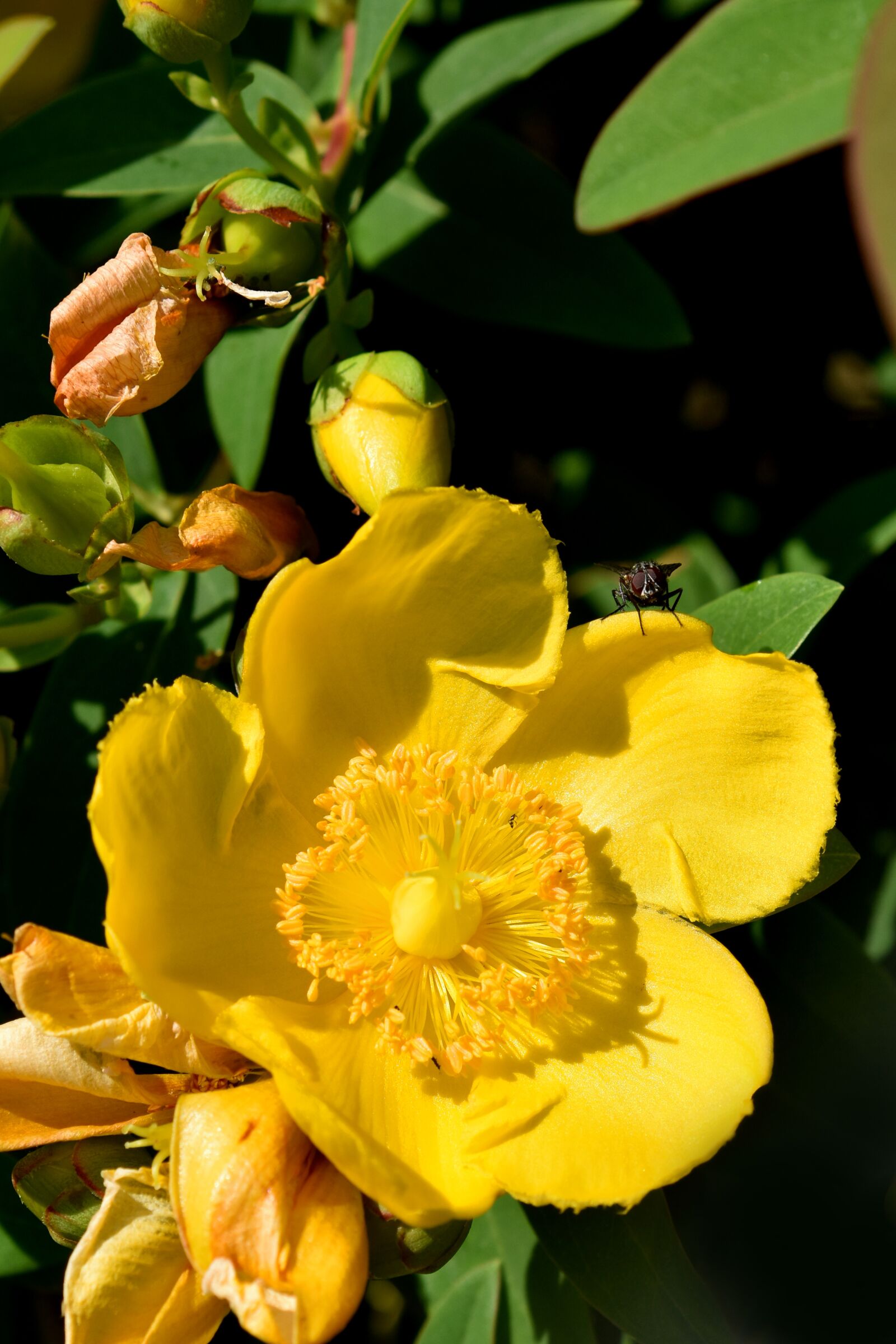 Nikon D3500 sample photo. Flower, yellow, nature photography