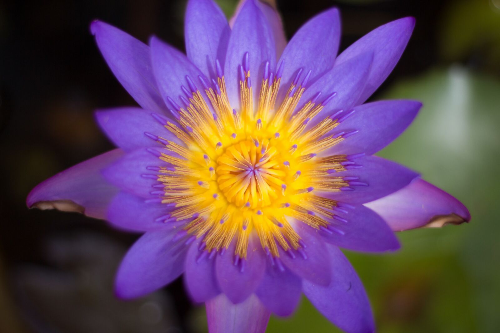 Canon EF 50mm F1.8 STM sample photo. Nymphaea, lily, water flower photography