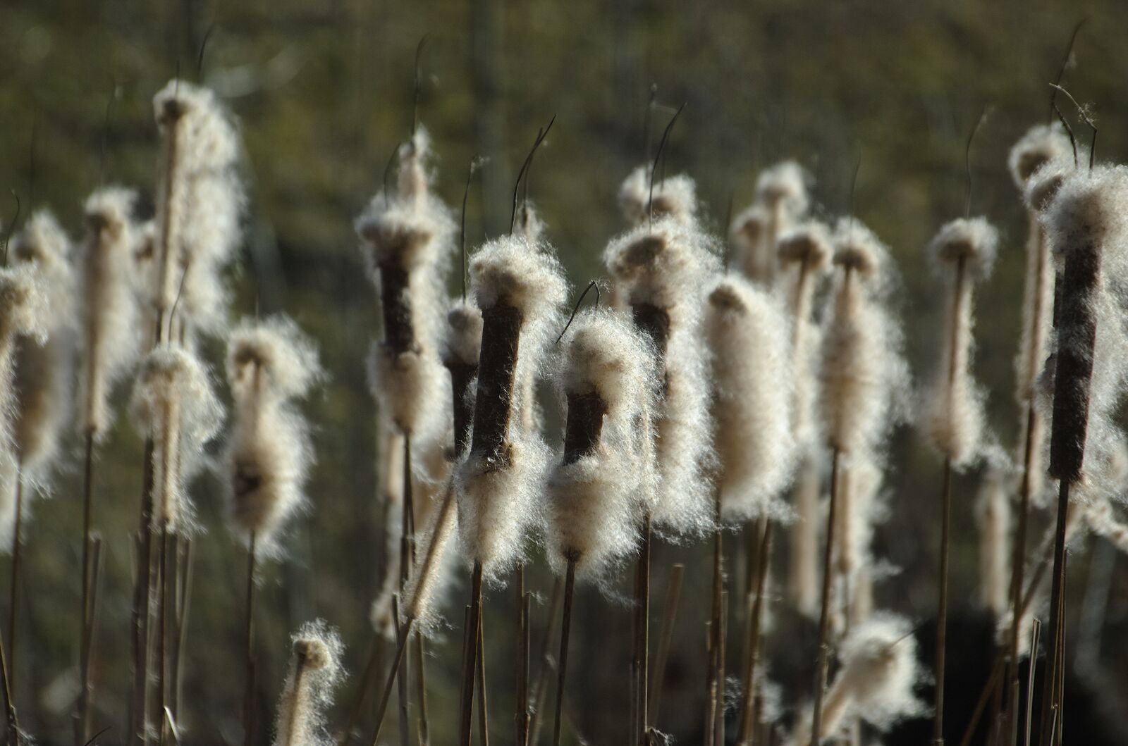 Nikon D70 sample photo. Cattail, reed, flying seeds photography