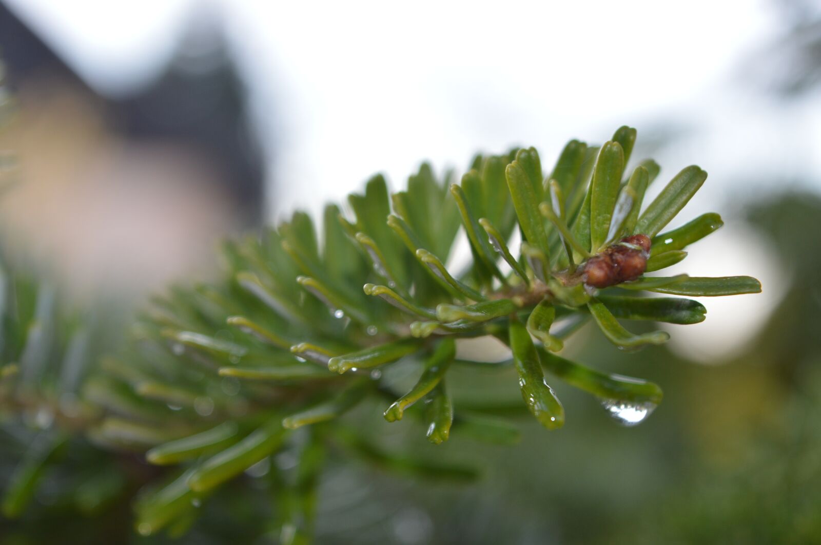 Nikon D3200 sample photo. Tree, drop, nature photography