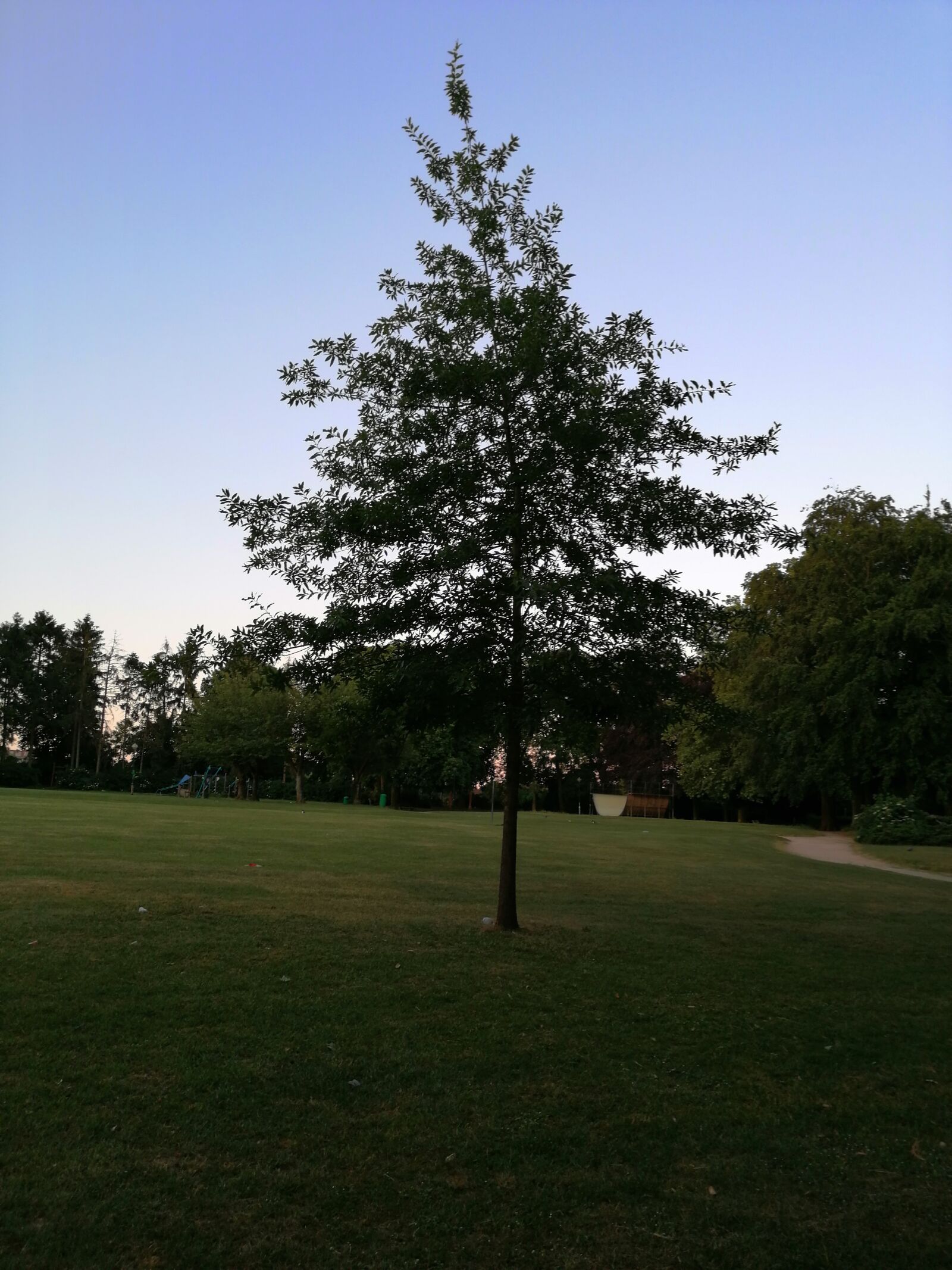 HUAWEI SNE-LX1 sample photo. Trees, tree, dusk photography