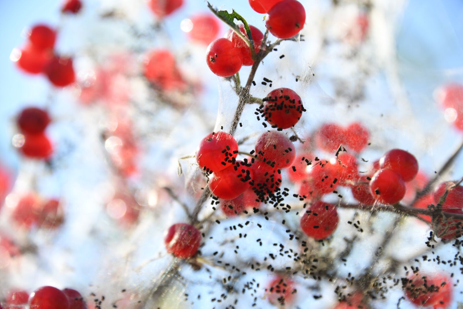 Nikon D850 sample photo. Insect, egg, berry photography