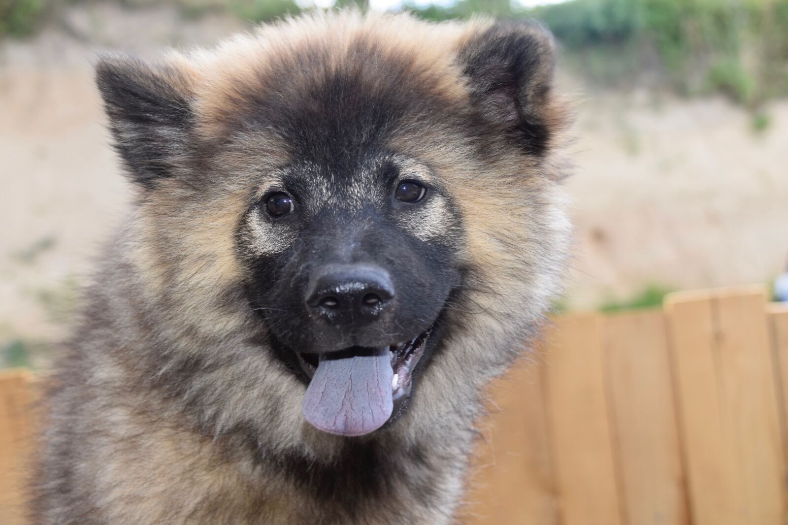Nikon D5600 sample photo. Dog, bitch, eurasier puppy photography
